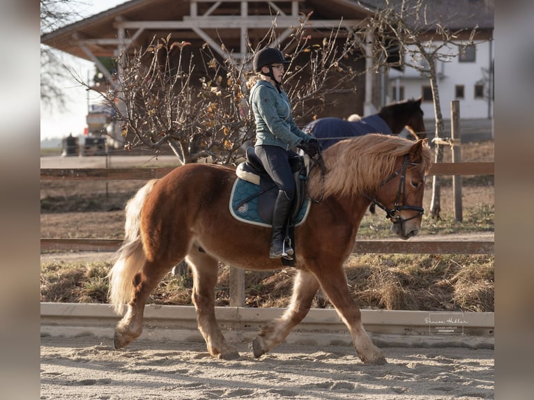 Polacco da Tiro Mix Castrone 7 Anni 155 cm Sauro in Ascha