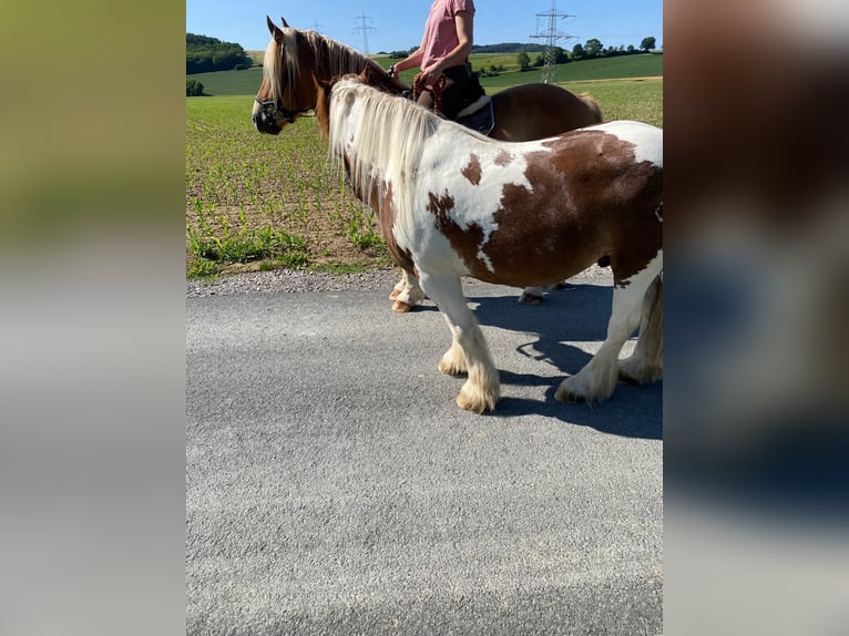 Polacco da Tiro Castrone 7 Anni 155 cm Sauro in Brakel