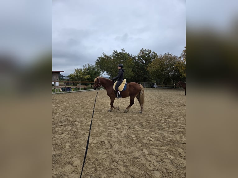 Polacco da Tiro Castrone 7 Anni 155 cm Sauro scuro in Wiesenfelden