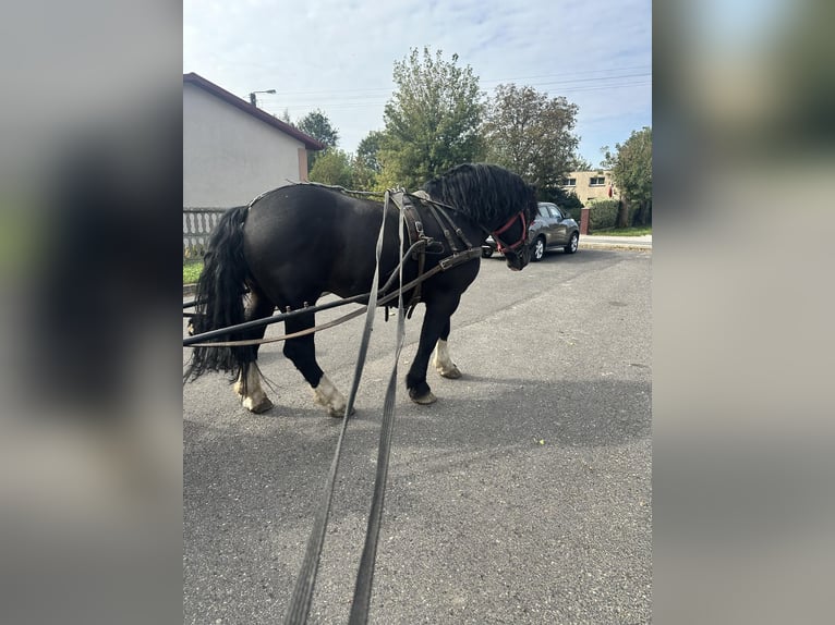 Polacco da Tiro Castrone 7 Anni 162 cm Morello in Półwiosek Lubstowski