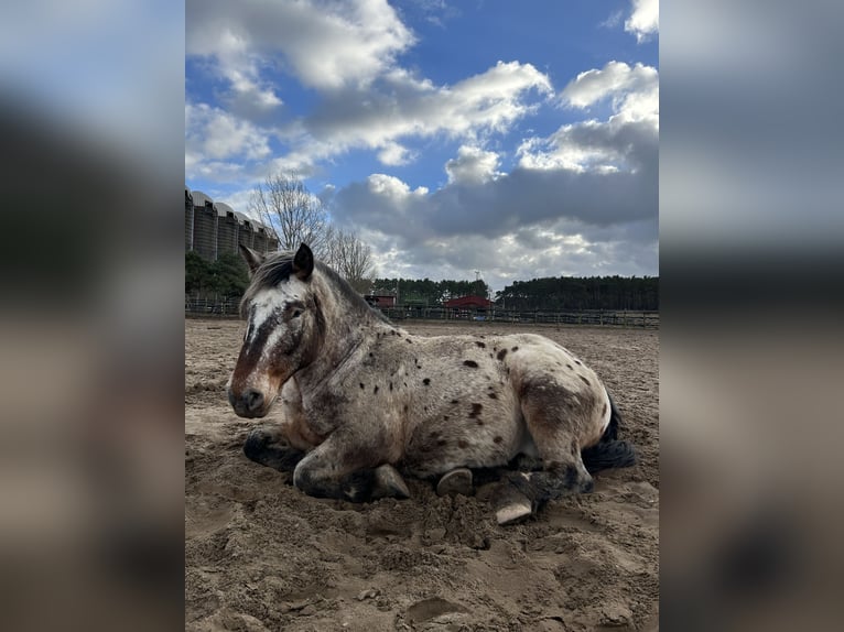 Polacco da Tiro Mix Castrone 7 Anni 165 cm Leopard in Brandenburg an der Havelg