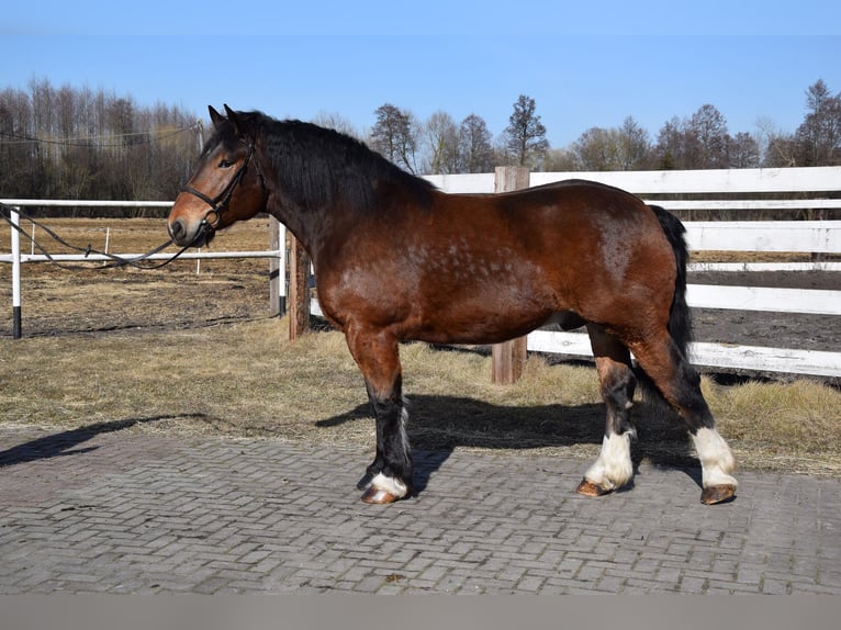 Polacco da Tiro Castrone 7 Anni 166 cm Baio in Chełmno
