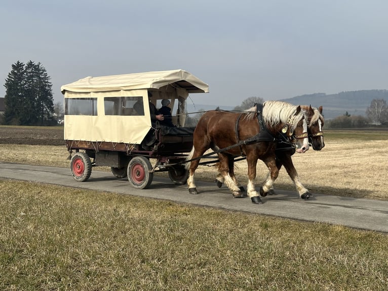 Polacco da Tiro Castrone 7 Anni 167 cm Sauro in Riedlingen