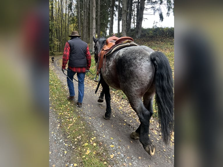 Polacco da Tiro Mix Castrone 7 Anni 168 cm Baio roano in Perasdorf