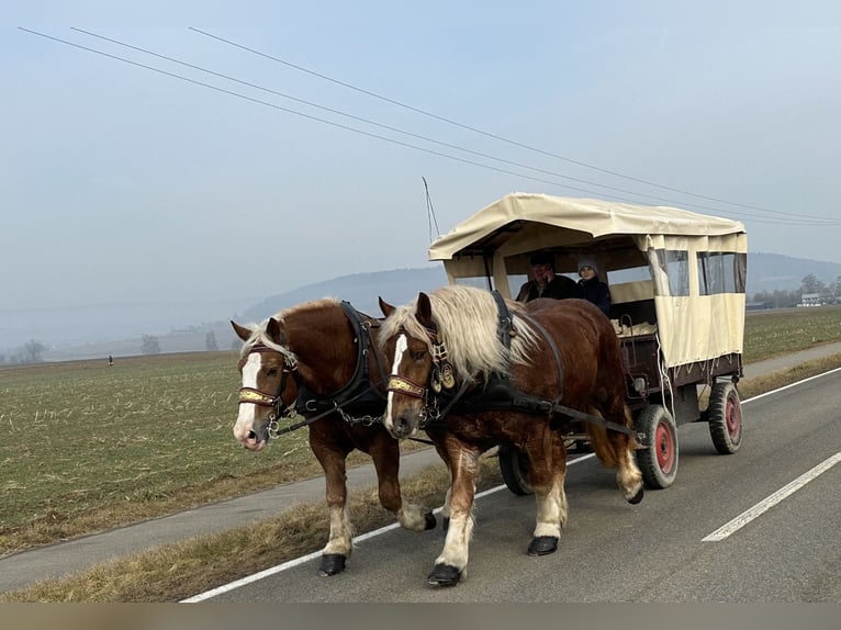 Polacco da Tiro Castrone 7 Anni 168 cm Sauro in Riedlingen