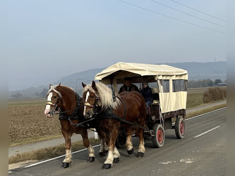 Polacco da Tiro Castrone 7 Anni 168 cm Sauro in Riedlingen