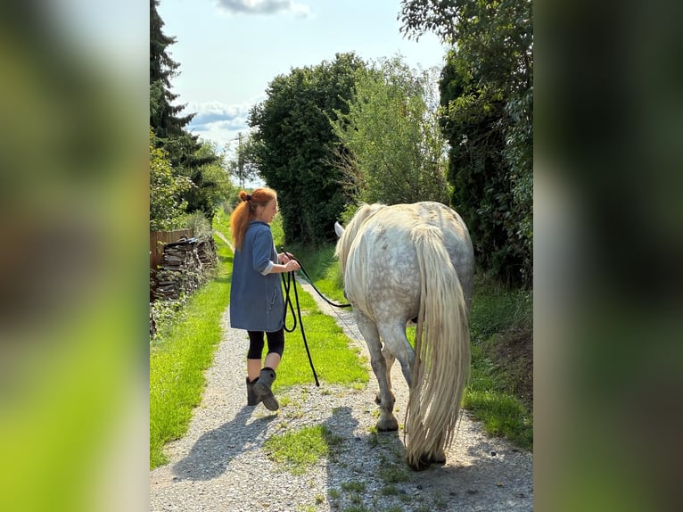 Polacco da Tiro Mix Castrone 8 Anni 155 cm Grigio in Rittersdorf