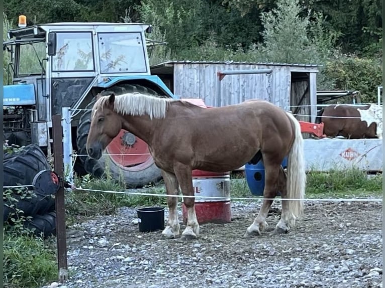 Polacco da Tiro Mix Castrone 8 Anni 155 cm Sauro in Peißenberg