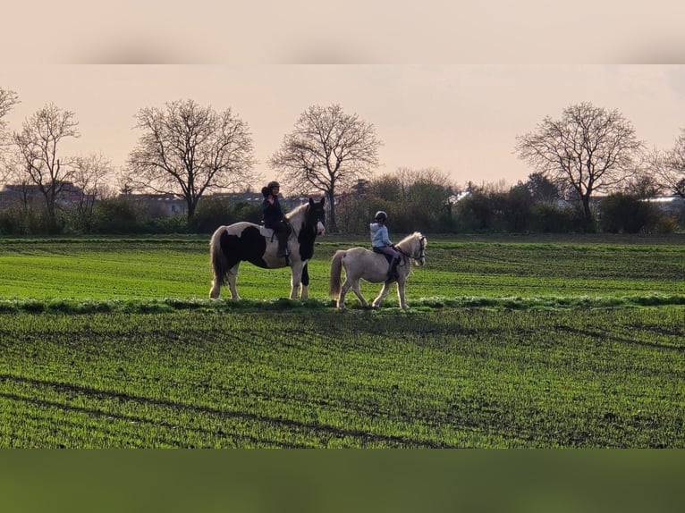 Polacco da Tiro Castrone 8 Anni 162 cm Pezzato in Pfungstadt