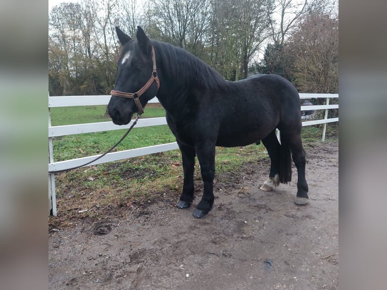Polacco da Tiro Castrone 9 Anni 161 cm Morello in Willich