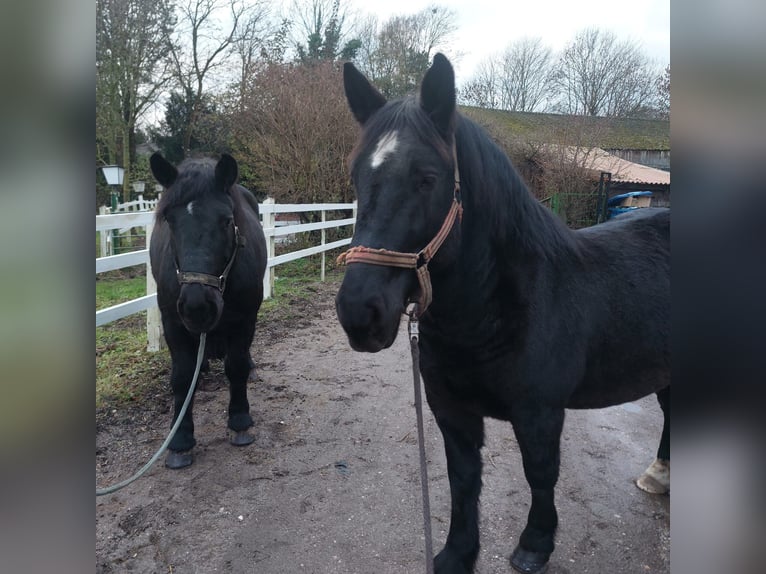 Polacco da Tiro Castrone 9 Anni 161 cm Morello in Willich