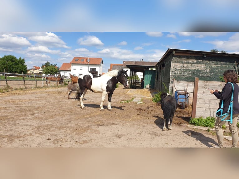 Polacco da Tiro Castrone 9 Anni 162 cm Pezzato in Pfungstadt