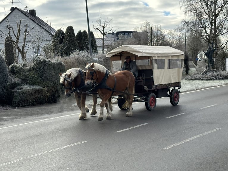 Polacco da Tiro Castrone 9 Anni 162 cm Sauro in Riedlingen