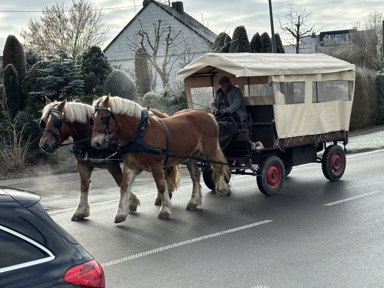 Polacco da Tiro Castrone 9 Anni 162 cm Sauro in Riedlingen