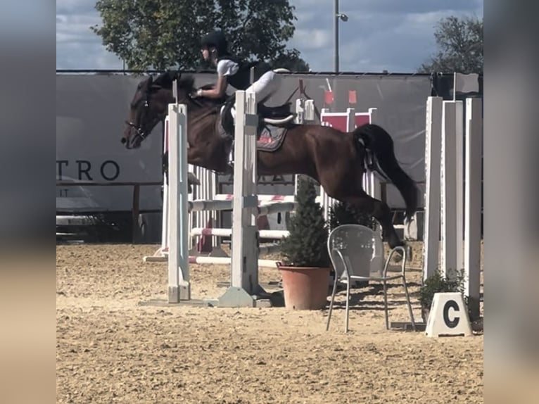 Polacco da Tiro Mix Giumenta 10 Anni 147 cm Baio in Bazzano Inferiore Spoleto