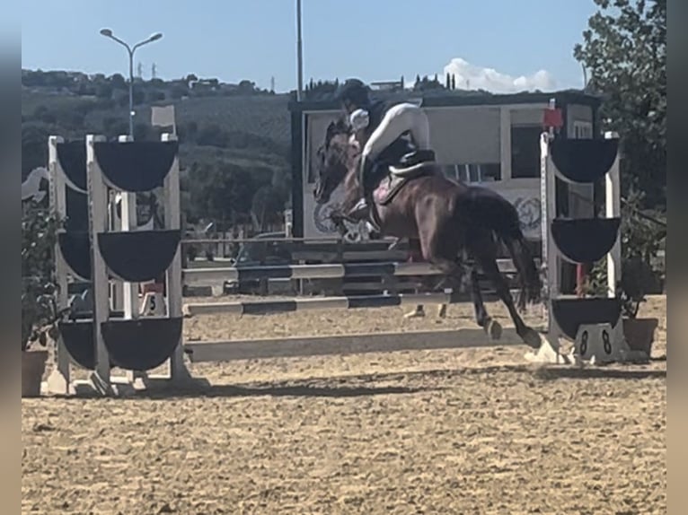 Polacco da Tiro Mix Giumenta 10 Anni 147 cm Baio in Bazzano Inferiore Spoleto