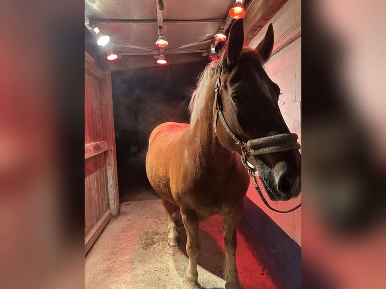 Polacco da Tiro Giumenta 10 Anni 150 cm Sauro in Ronneburg