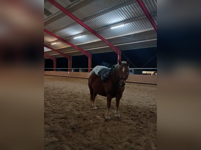 Polacco da Tiro Giumenta 10 Anni 150 cm Sauro in Ronneburg