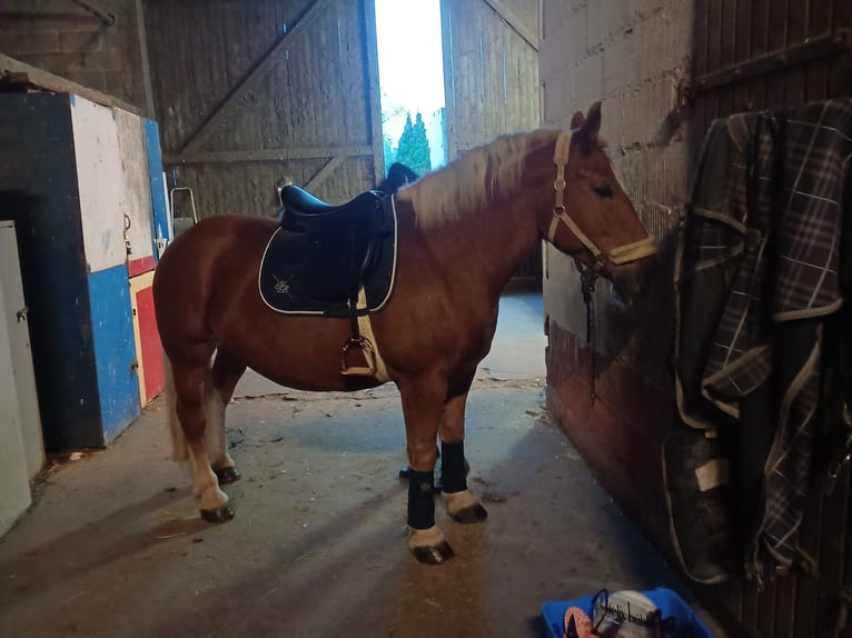 Polacco da Tiro Giumenta 10 Anni 150 cm Sauro in Ronneburg