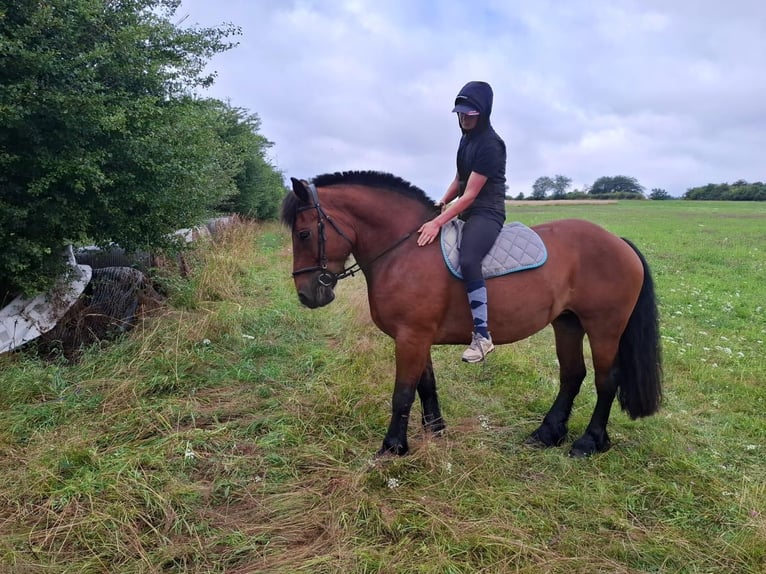 Polacco da Tiro Giumenta 10 Anni 155 cm Baio in Herborn