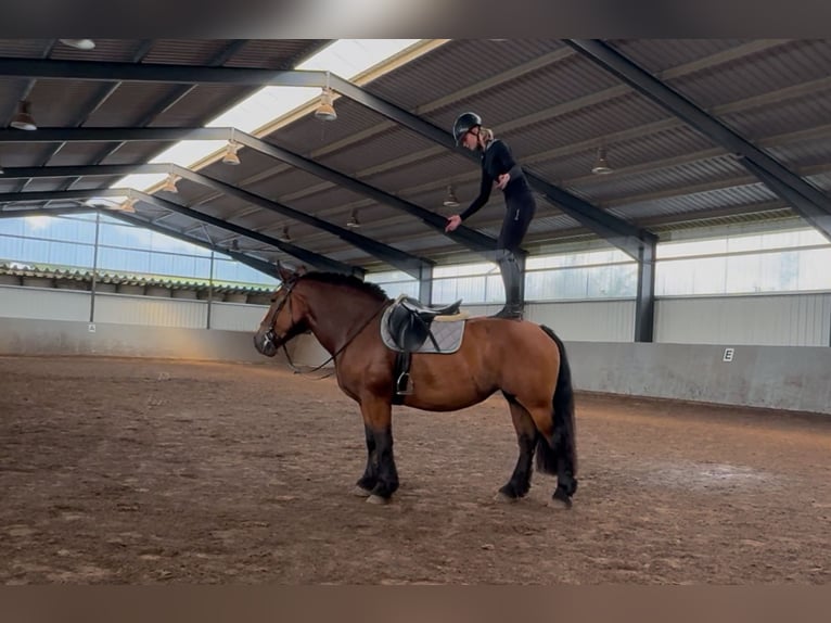 Polacco da Tiro Giumenta 10 Anni 155 cm Baio in Herborn