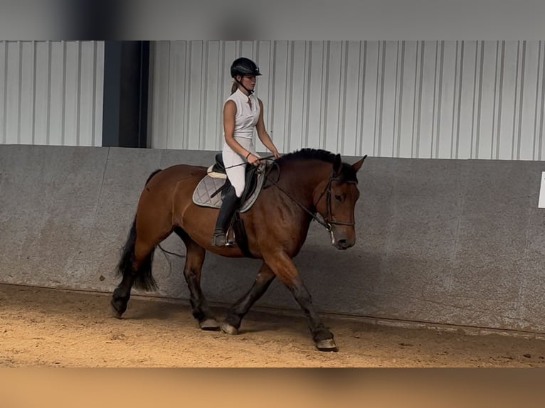 Polacco da Tiro Giumenta 10 Anni 155 cm Baio in Herborn