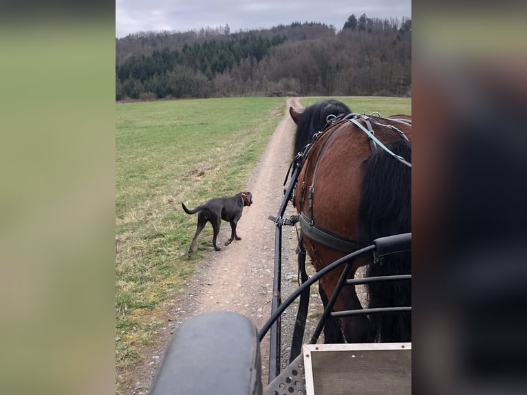 Polacco da Tiro Giumenta 10 Anni 155 cm Baio in Herborn