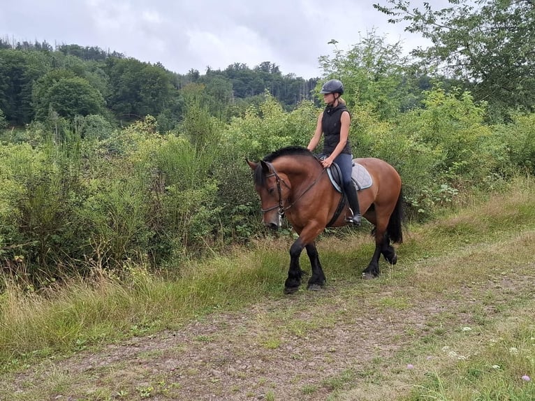 Polacco da Tiro Giumenta 10 Anni 155 cm Baio in Herborn
