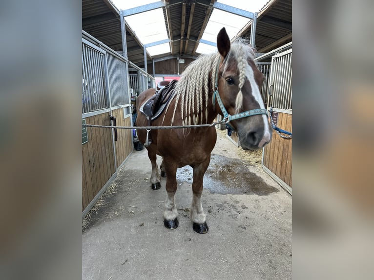 Polacco da Tiro Giumenta 10 Anni 155 cm Sauro in Sławoborze