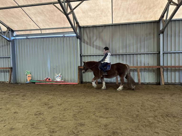 Polacco da Tiro Giumenta 10 Anni 155 cm Sauro in Sławoborze