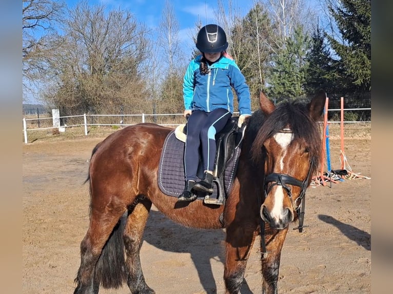 Polacco da Tiro Mix Giumenta 10 Anni 160 cm Baio in FORST