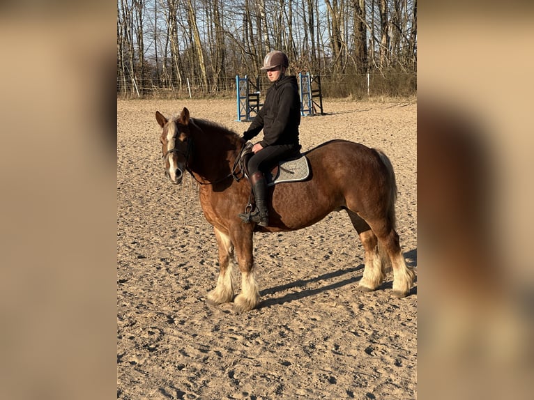 Polacco da Tiro Giumenta 11 Anni 155 cm Sauro in Ciechnowo