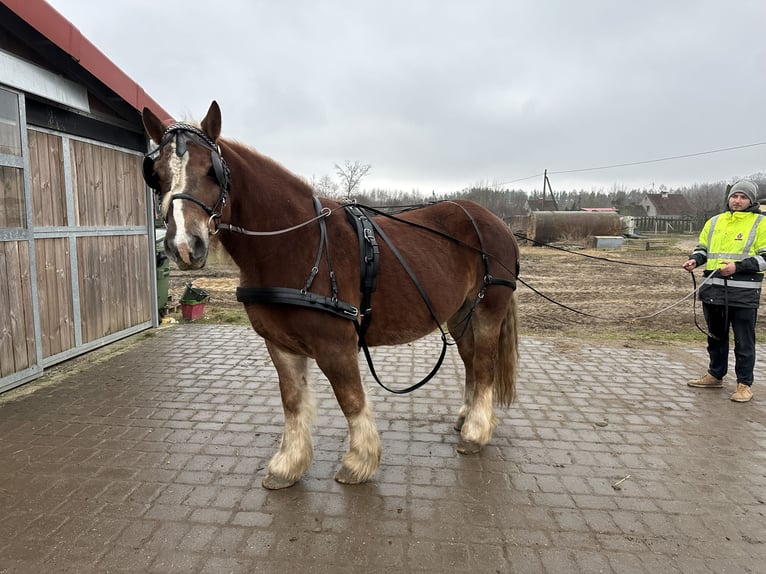 Polacco da Tiro Giumenta 11 Anni 155 cm Sauro in Ciechnowo