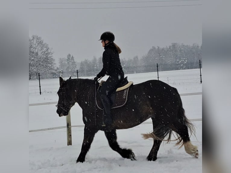 Polacco da Tiro Giumenta 11 Anni 156 cm Sauro scuro in Forst