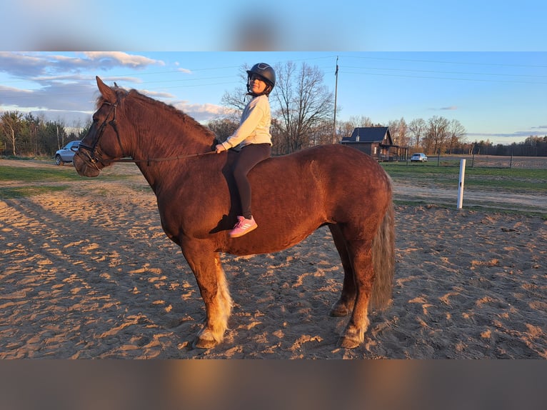 Polacco da Tiro Giumenta 11 Anni 162 cm Sauro scuro in Forst