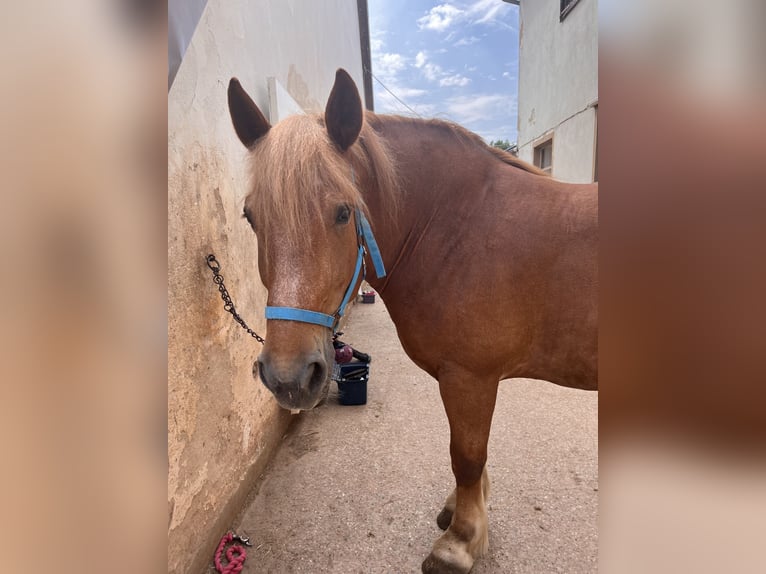 Polacco da Tiro Giumenta 11 Anni Sauro in Neuendettelsau