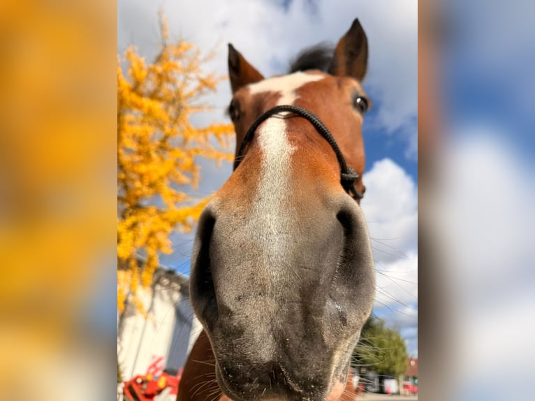 Polacco da Tiro Giumenta 12 Anni 155 cm Pezzato in Solingen
