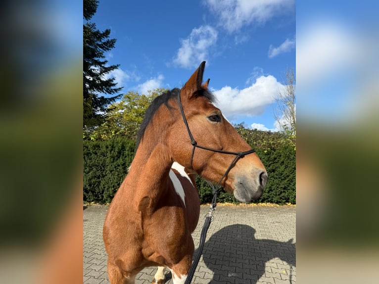 Polacco da Tiro Giumenta 12 Anni 155 cm Pezzato in Solingen