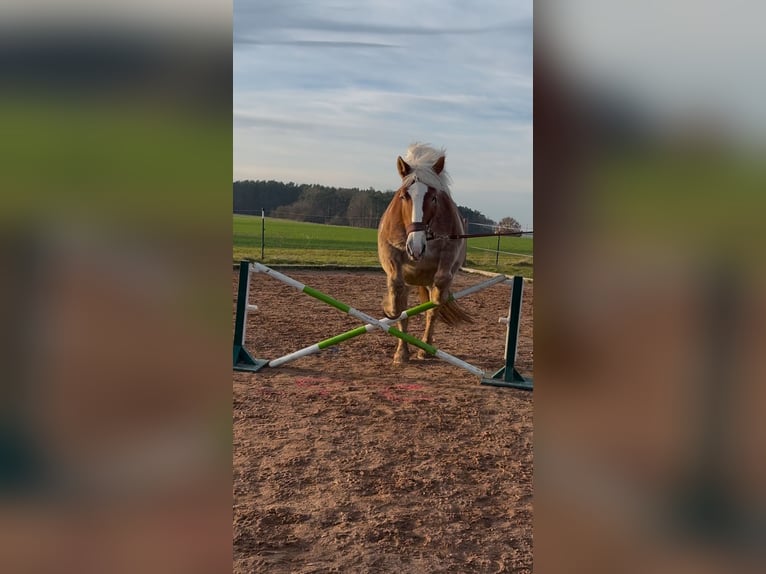 Polacco da Tiro Giumenta 12 Anni 159 cm Baio chiaro in Bechhofen