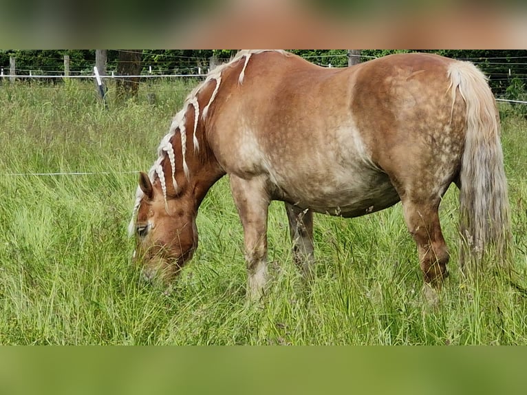 Polacco da Tiro Giumenta 12 Anni 159 cm Baio chiaro in Bechhofen