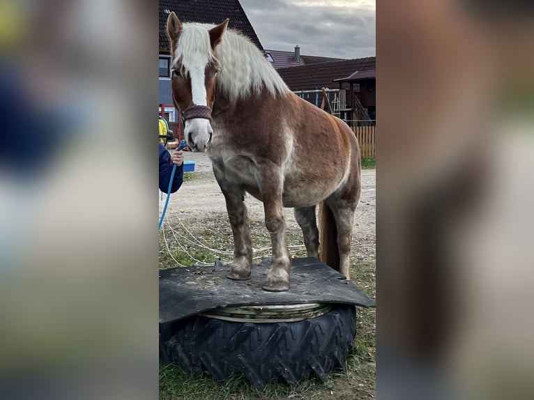 Polacco da Tiro Giumenta 12 Anni 159 cm Baio chiaro in Bechhofen