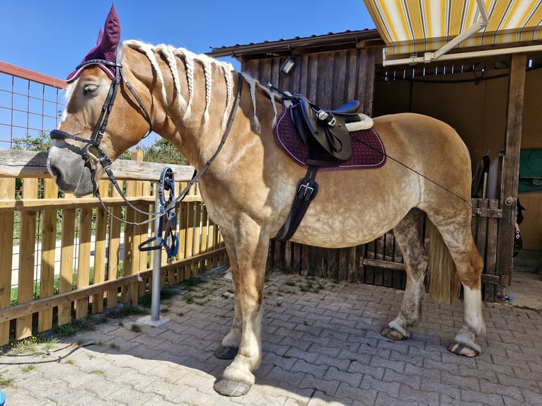 Polacco da Tiro Giumenta 12 Anni 159 cm Baio chiaro in Bechhofen