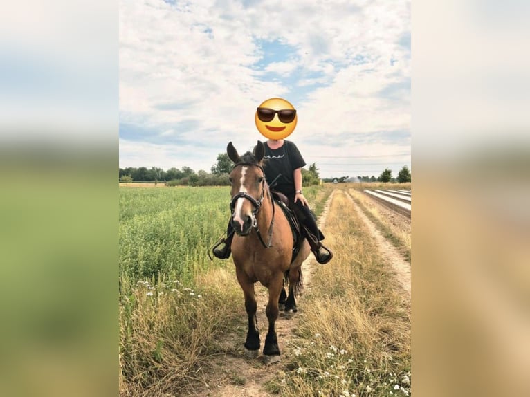 Polacco da Tiro Giumenta 12 Anni 160 cm Baio in Büttelborn