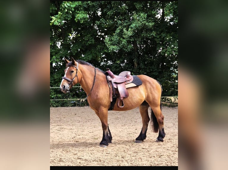 Polacco da Tiro Giumenta 12 Anni 160 cm Baio in Büttelborn