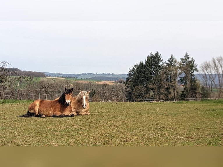 Polacco da Tiro Giumenta 13 Anni 152 cm Baio in Backnang