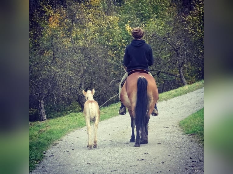 Polacco da Tiro Giumenta 13 Anni 152 cm Baio in Backnang