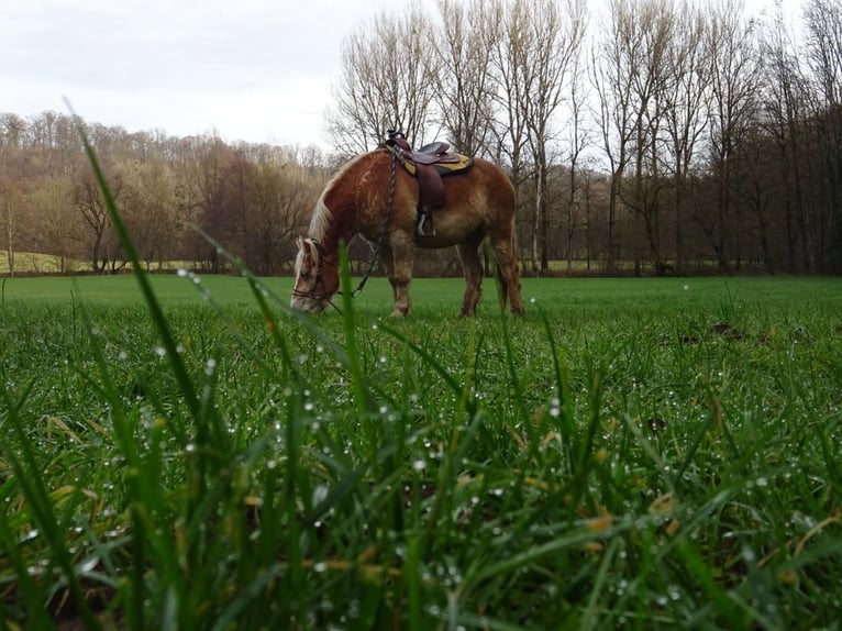 Polacco da Tiro Giumenta 13 Anni 152 cm Baio in Backnang