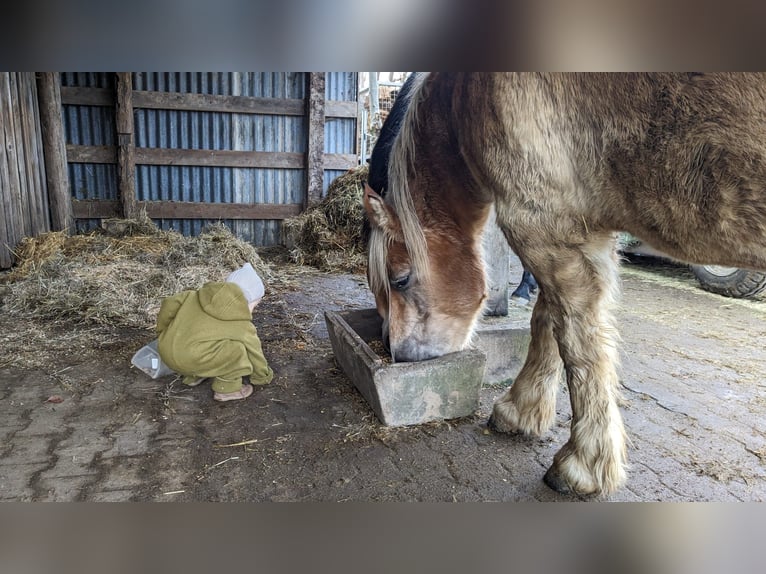 Polacco da Tiro Giumenta 13 Anni 152 cm Baio in Backnang