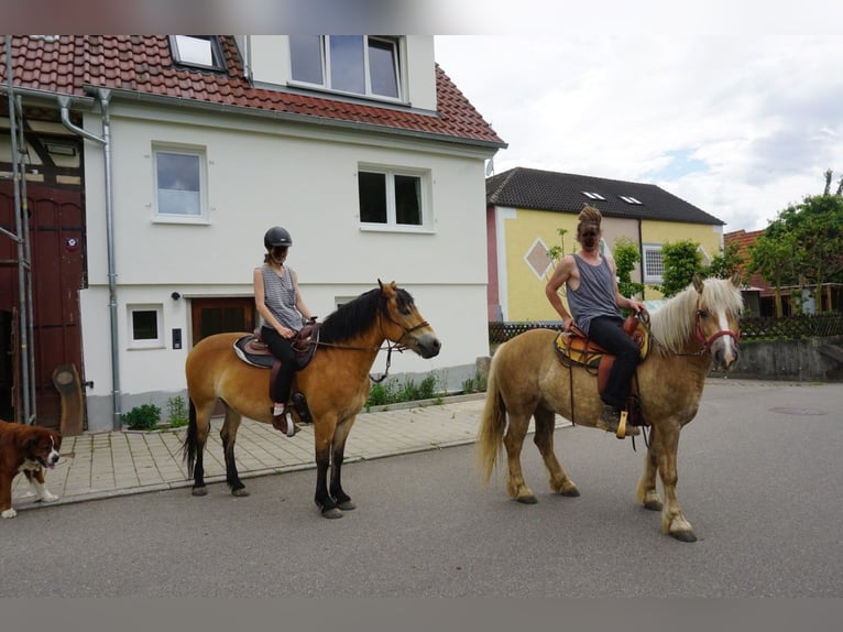 Polacco da Tiro Giumenta 13 Anni 152 cm Baio in Backnang