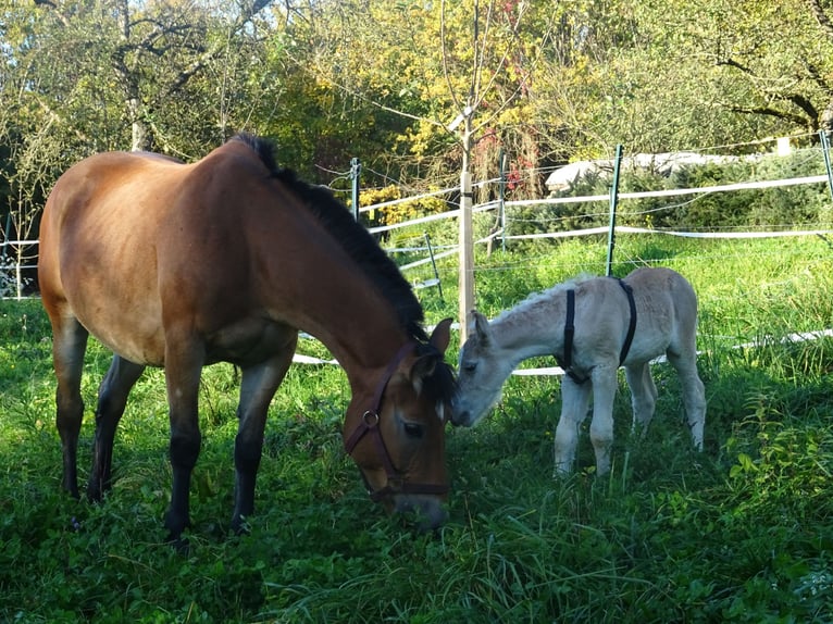 Polacco da Tiro Giumenta 13 Anni 152 cm Baio in Backnang